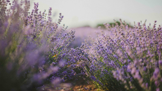 Aromatherapy; Benefits of Lavender